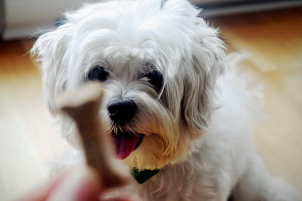 Familiehund: 5 små hunderacer til det lille hjem (men også store)