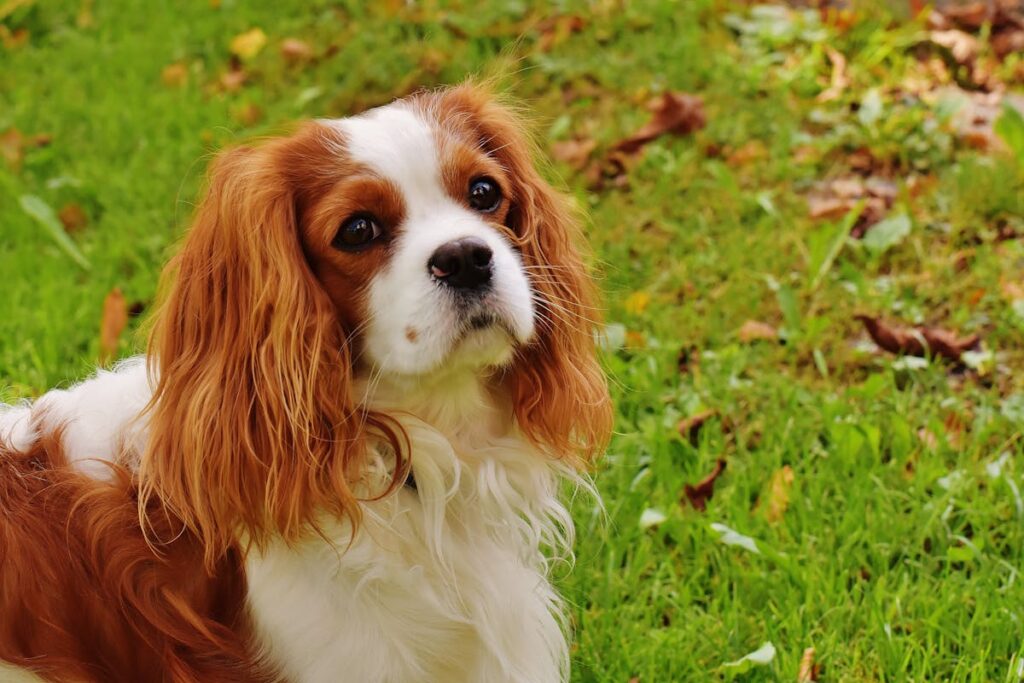 4 bedste familiehunde, som let bliver bedste ven for børn og forældre