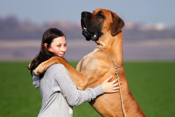 Klar på et ordentlig bæst af en hund? Få 5 imponerende store hunderacer