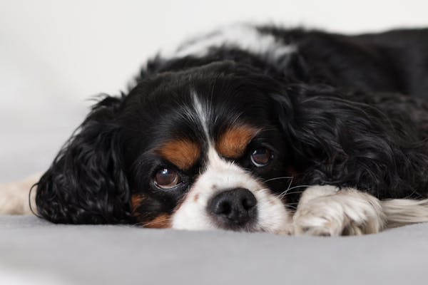 Cavalier King Charles Spaniel: Få overblik før muligt køb