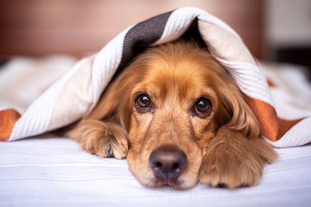 Hundeseng på ben: Skal du vælge den fremfor en uden ben?