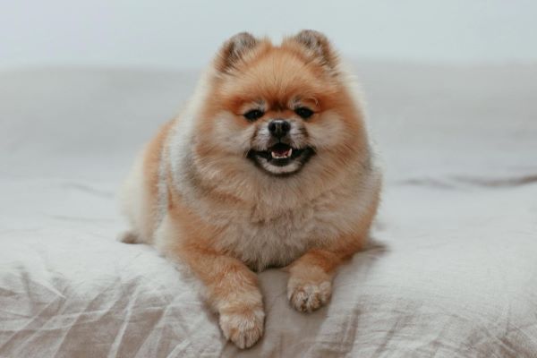 Pomeranian: Kvik og livlig hundemakker