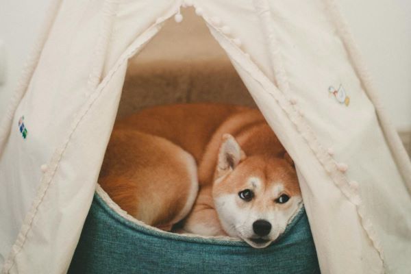 Hundehule: Hundens pause fra larm og indtryk