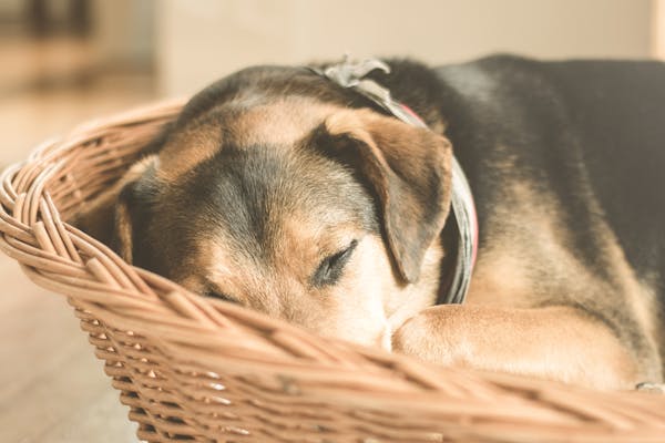 Er en flettet hundekurv det rigtige valg til hunden?