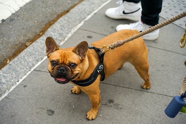 Fransk Bulldog: Kærlig og med energi som et spædbarn