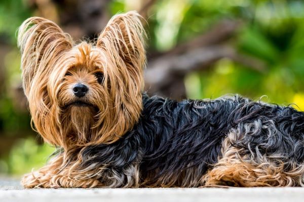 Yorkshire terrier: Allergivenlig og masser af personlighed