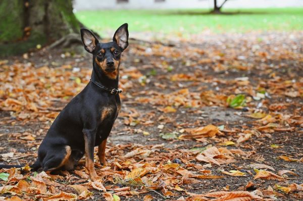 Dværgpinscher: Energisk lille familiehund​