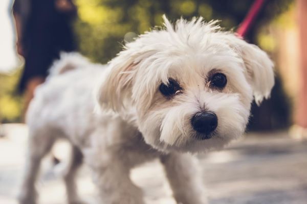 Bichon Frisé: En charmerende, allergivenlig selskabshund