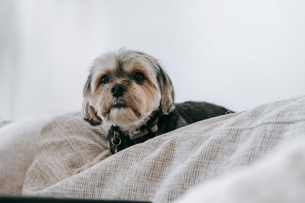 Shih Tzu: Idéel selskabshund og fræk som dagen er lang