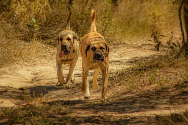 Boerboel: En loyal og rolig kæmpe vagthund